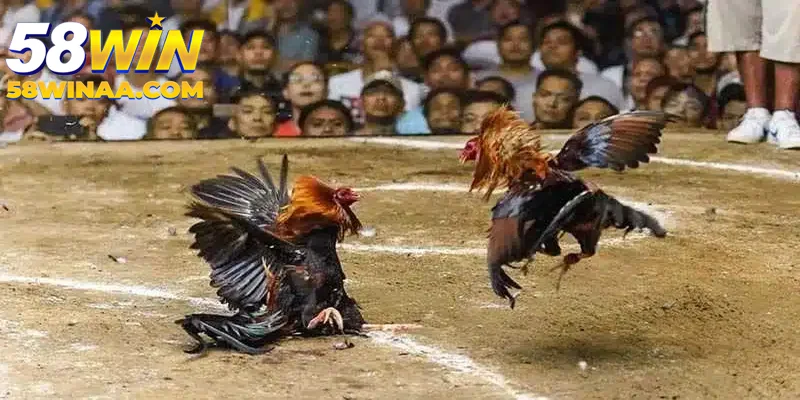 Đá gà 58win cược thật trả thưởng cực nhanh khi trúng
