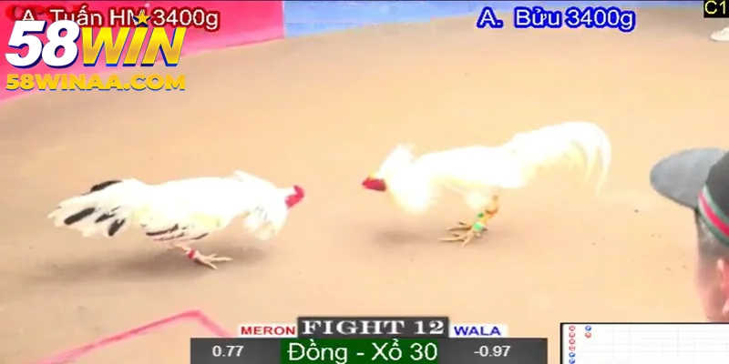 Đá gà 58win xem live trực tiếp gây cấn 